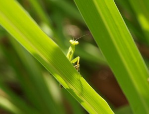 Photo Credit: Biodiversity Act