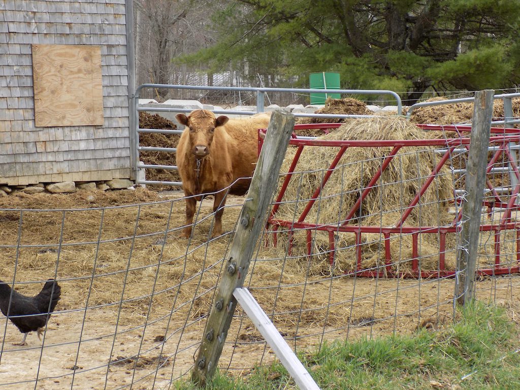 Cow and chicken in front of manure pile.