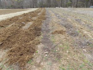 Three beds on the left are the sample beds, after manure application. The farm will place a tarp over the beds, without incorporating the manure, for no-till bed preparation for fall greens.