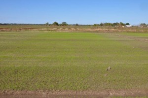 Ryegrass Cover Crop